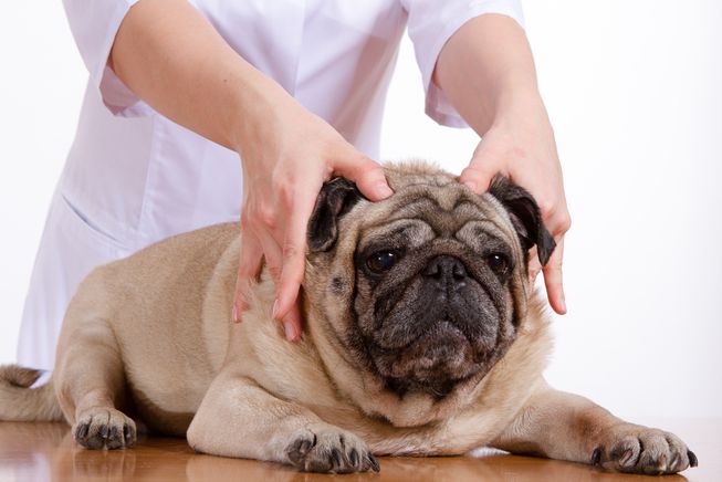 köpek masajı img.huglero.com