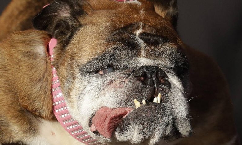 bulldog img.huglero.com