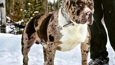 pitbull sahibine saldırır mı? https://img.huglero.com