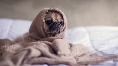 köpek kusması https://img.huglero.com