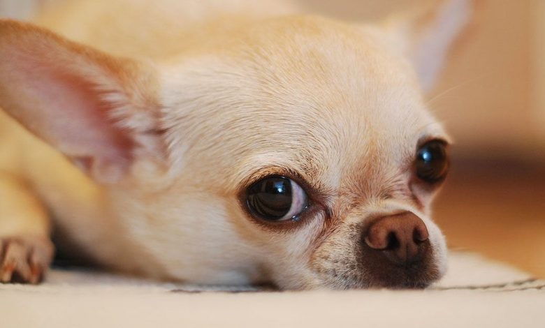 üzülüş köpek https://img.huglero.com
