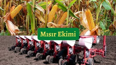 mısır ekimi nasıl yapılır, mısır nasıl ekilir? https://img.huglero.com