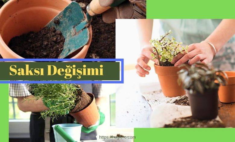 çiçeklerde saksı değişimi nasıl olmalı ne zaman yapılmalı? https://img.huglero.com