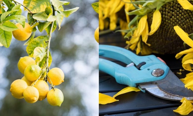 limon ağacı nasıl budanır https://img.huglero.com