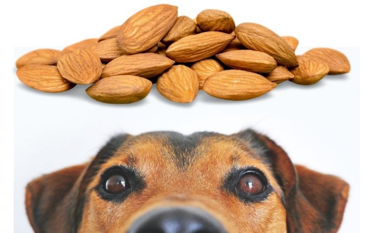 Köpekler badem yer mi? köpekler için kuruyemiş zararlı mıdır? https://img.huglero.com