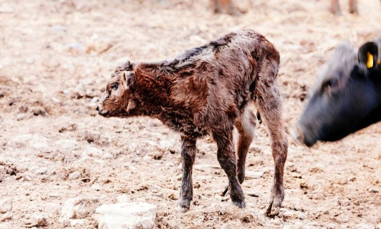 Yeni doğan buzağı üşür mü? titreme neden olur? https://img.huglero.com