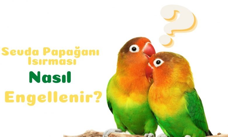 sevda papağanı ısırması nasıl engellenir https://img.huglero.com