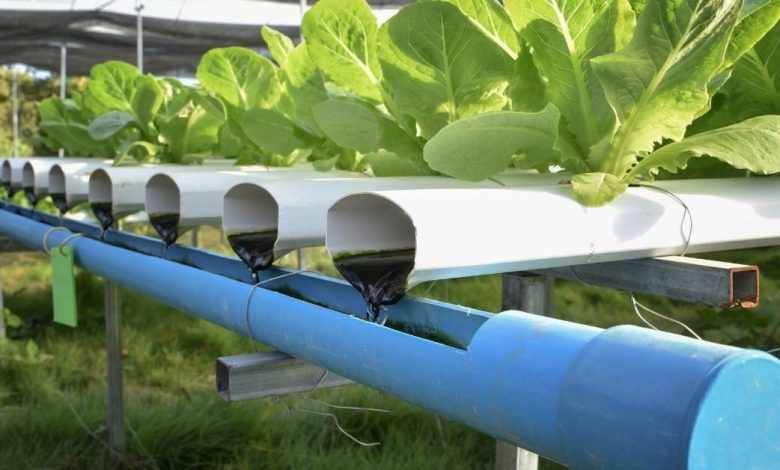Aquaponic system use https://huglero.com